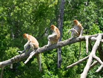 Mangrove River Safari